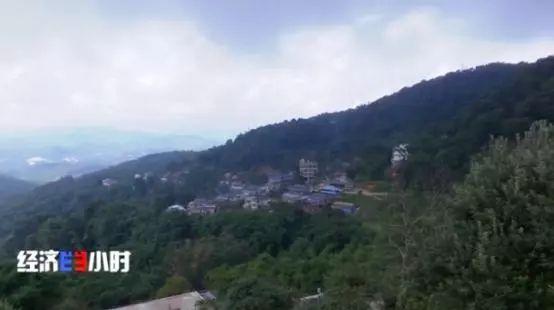 揭“古樹茶”亂象：普通茶披個(gè)包裝，價(jià)格能翻幾倍！