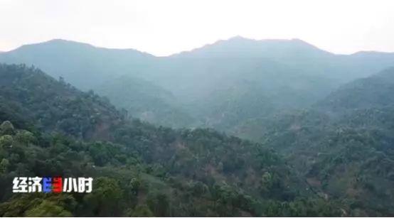 揭“古樹茶”亂象：普通茶披個(gè)包裝，價(jià)格能翻幾倍！