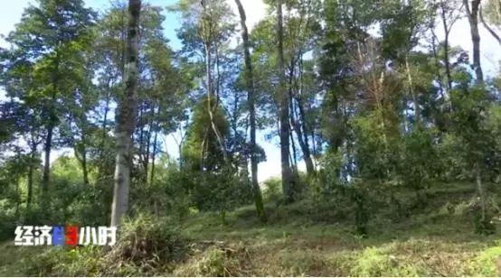 揭“古樹茶”亂象：普通茶披個(gè)包裝，價(jià)格能翻幾倍！