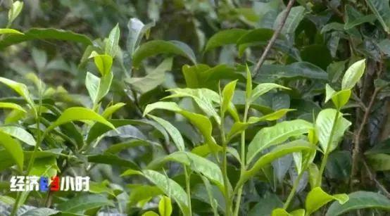 揭“古樹茶”亂象：普通茶披個(gè)包裝，價(jià)格能翻幾倍！