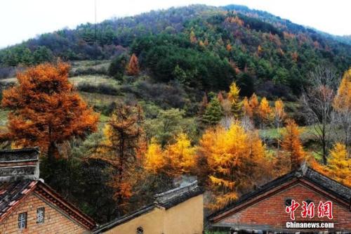 秋季最后一個節(jié)氣霜降來臨 冷知識：為何要吃柿子？