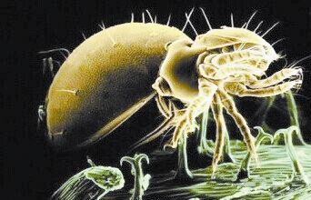 恙蟲病進(jìn)入高發(fā)期 高燒不退應(yīng)及時(shí)就醫(yī)