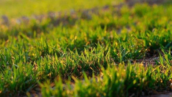 農(nóng)業(yè)專家:今年小麥越冬應(yīng)適期補肥 澆好越冬水