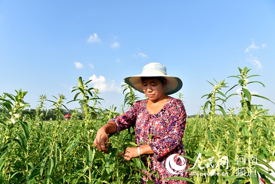 河南平輿憑啥是“中國白芝麻第一縣”？