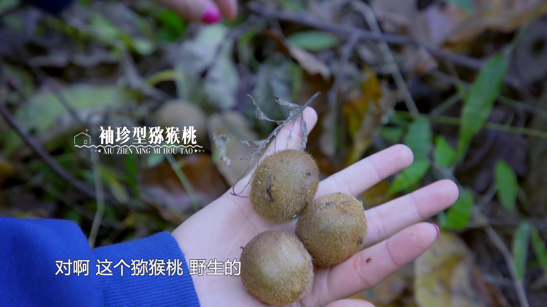 大秦嶺的小日子 | 人間有味是清歡