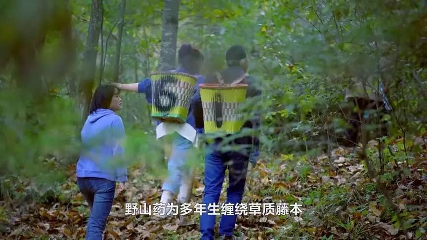 大秦嶺的小日子 | 人間有味是清歡