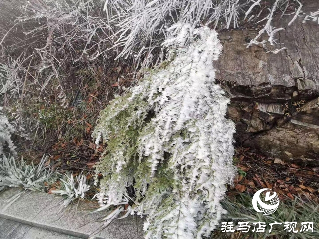 下雪了！駐馬店市迎來2020年第一場雪！