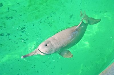 滅絕的不只長江白鱘，在中國，這些物種也已消失…… 