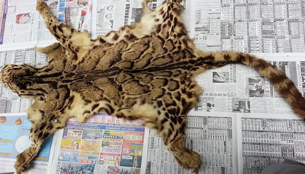 滅絕的不只長江白鱘，在中國，這些物種也已消失…… 