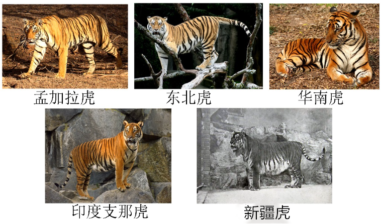 滅絕的不只長江白鱘，在中國，這些物種也已消失…… 