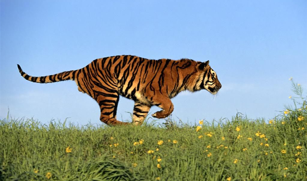 滅絕的不只長江白鱘，在中國，這些物種也已消失…… 