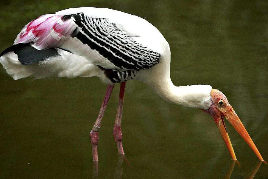 滅絕的不只長江白鱘，在中國，這些物種也已消失…… 