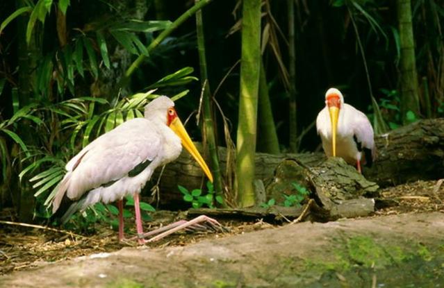 滅絕的不只長江白鱘，在中國，這些物種也已消失…… 