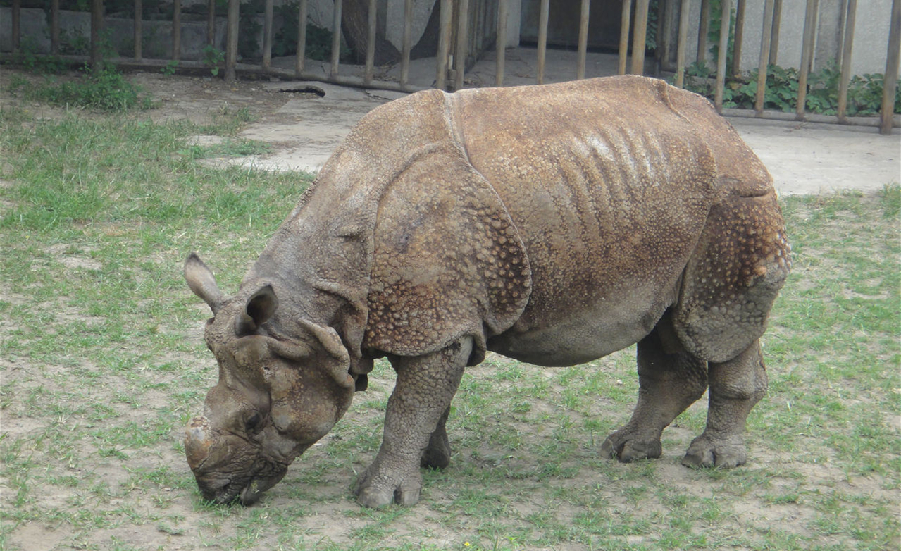 滅絕的不只長江白鱘，在中國，這些物種也已消失…… 
