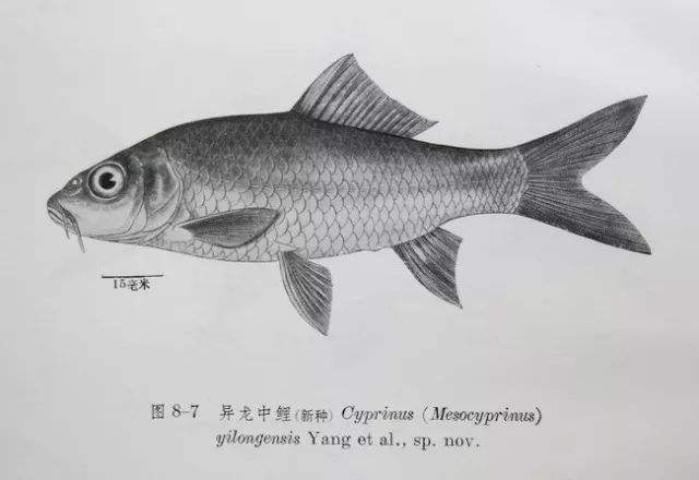 滅絕的不只長江白鱘，在中國，這些物種也已消失…… 