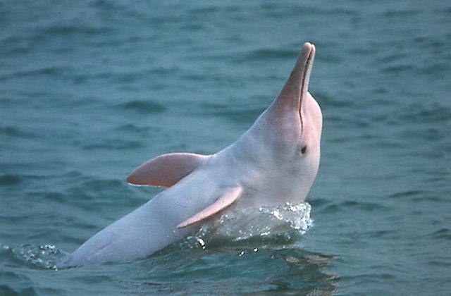 滅絕的不只長江白鱘，在中國，這些物種也已消失…… 