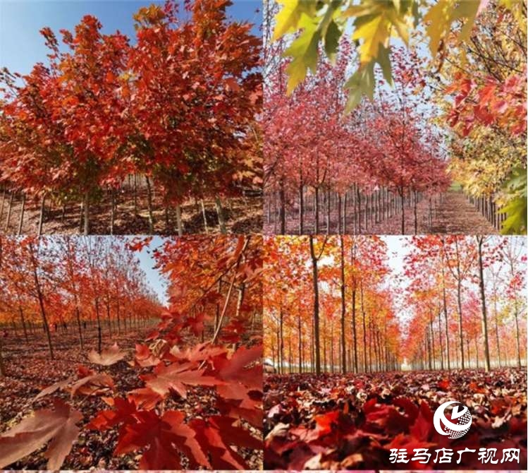 駐馬店市銘德實(shí)業(yè)有限公司捐贈價(jià)值6000元物品慰問驛城區(qū)農(nóng)業(yè)農(nóng)村局疫情防控一線人員