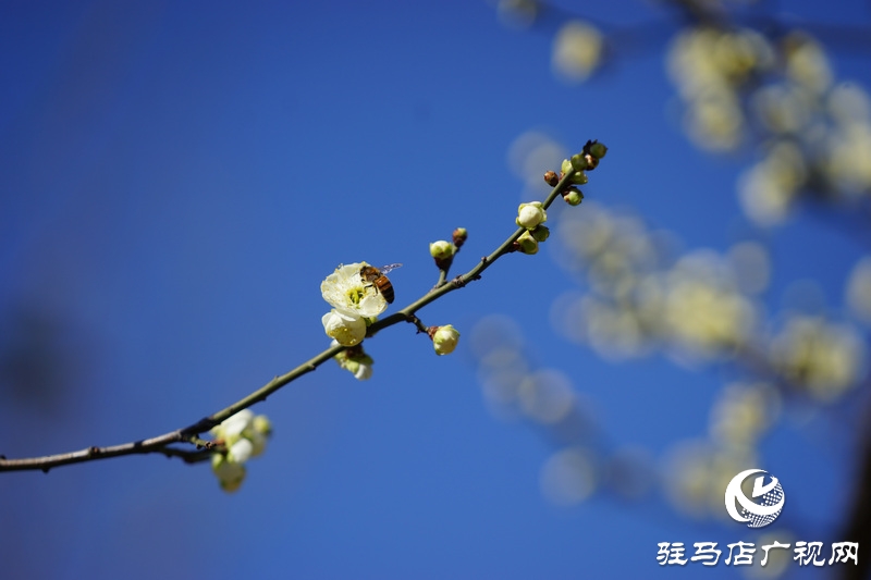 你看，紅梅、白梅、迎春花