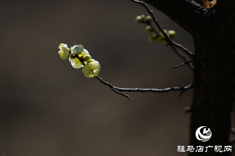 花的盛開，等待了一冬