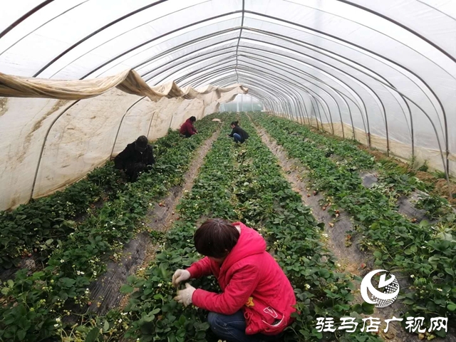 上蔡縣蔡埠口村：提升果品質(zhì)量 服務農(nóng)戶銷售