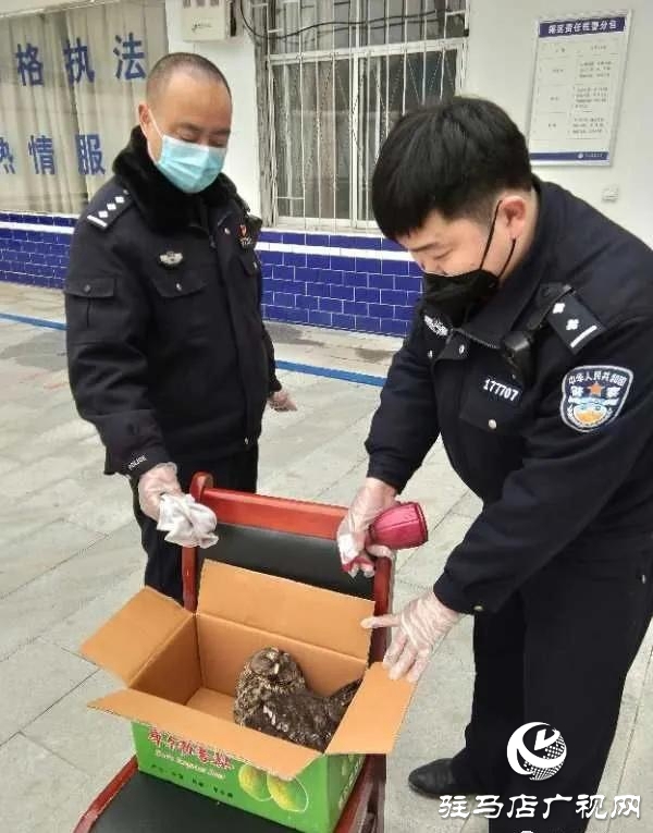 泌陽民警及時(shí)營救國家二級保護(hù)動(dòng)物貓頭鷹