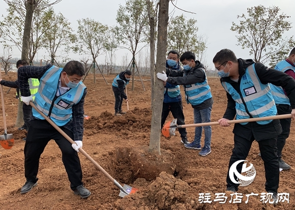 中建七局中原建設(shè)公司上蔡片區(qū)項目開展義務植樹活動