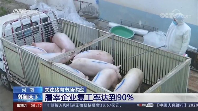 【央視關(guān)注河南】加快恢復(fù)生豬生產(chǎn) 保障百姓&ldquo;肉籃子&rdquo;