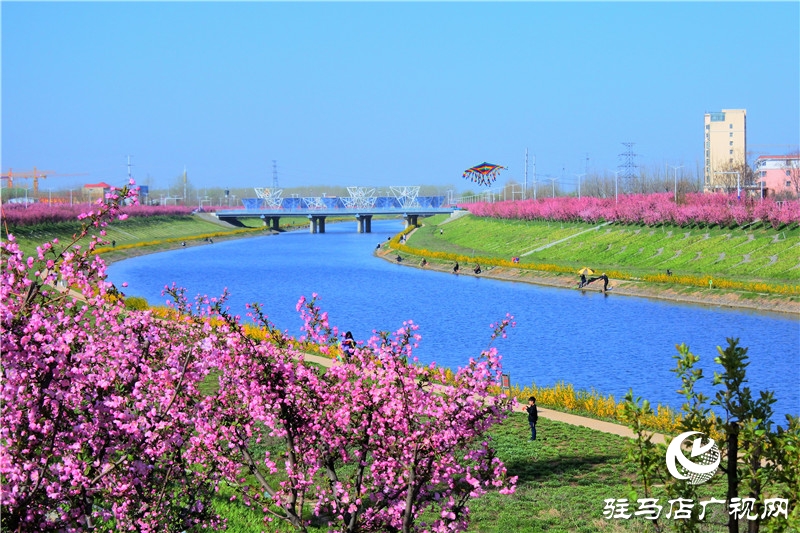 兩岸綠樹成萌，堤岸海棠飄香