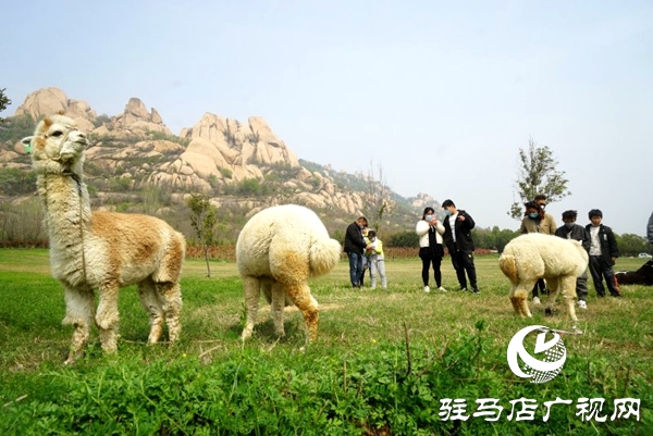 嵖岈山恢復(fù)開園 首日迎客2600多人