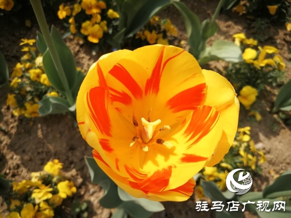 開(kāi)源公園3萬(wàn)余株郁金香競(jìng)相綻放