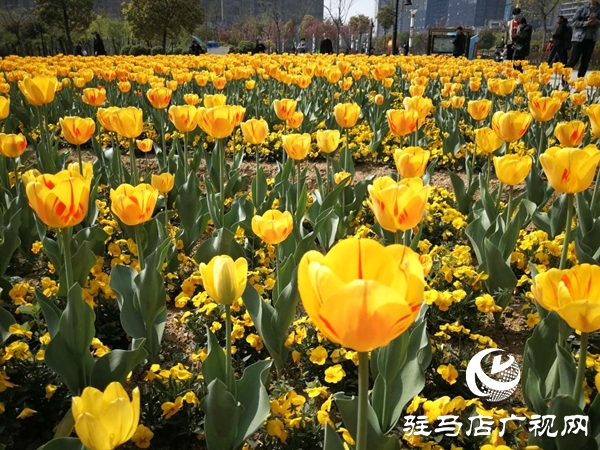 開(kāi)源公園3萬(wàn)余株郁金香競(jìng)相綻放