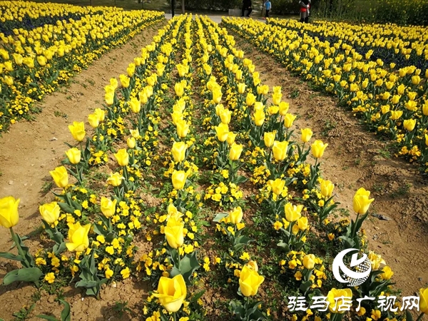 開(kāi)源公園3萬(wàn)余株郁金香競(jìng)相綻放
