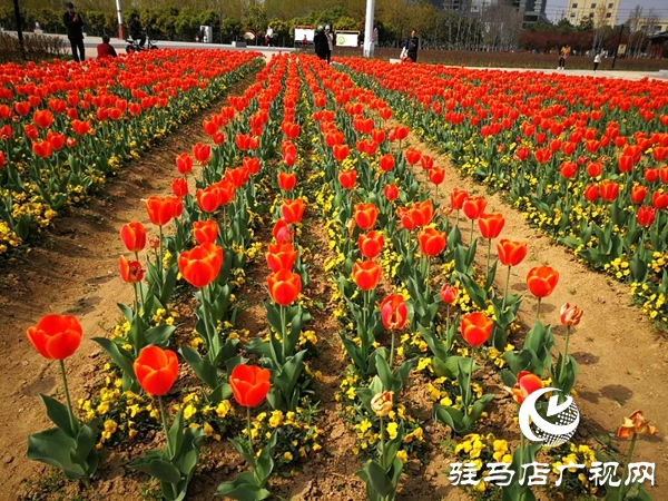 開(kāi)源公園3萬(wàn)余株郁金香競(jìng)相綻放