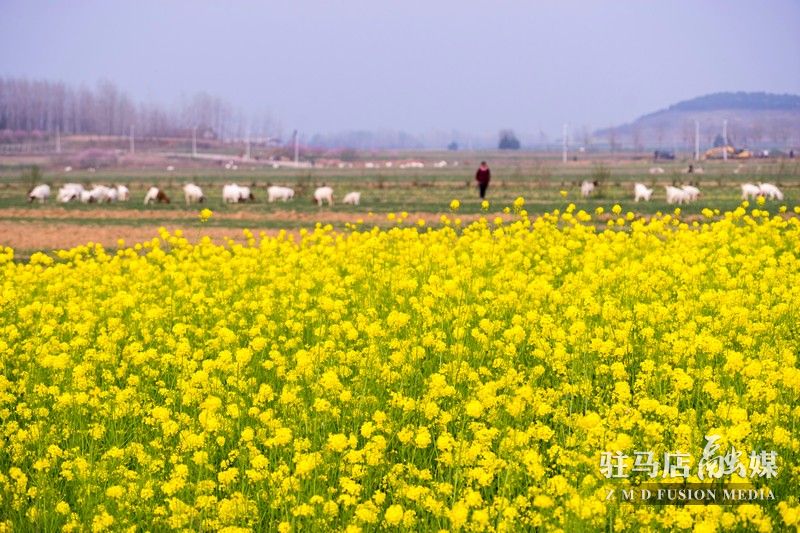 終于等到你，美麗大駐馬