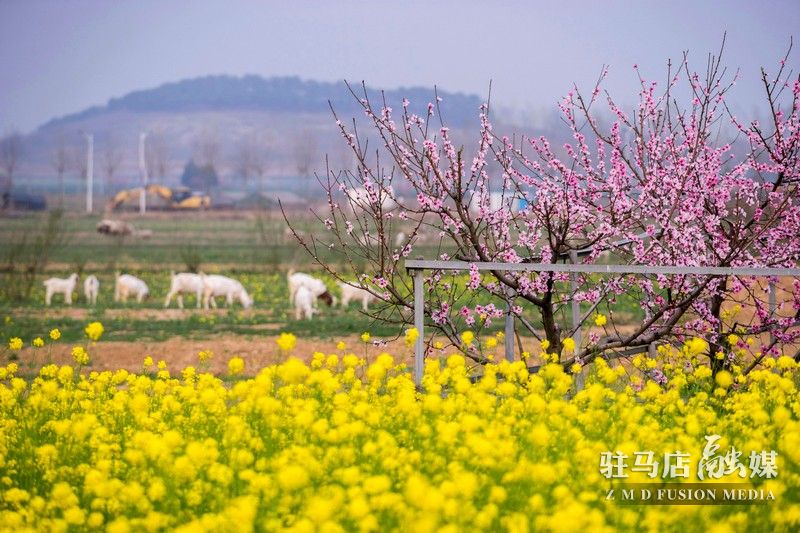 終于等到你，美麗大駐馬