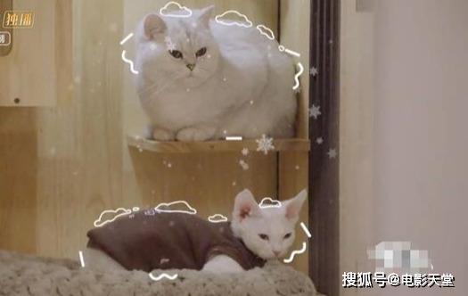 當(dāng)國綜不抄襲，當(dāng)謝娜不聒噪，不撕的國產(chǎn)綜藝看什么？ 