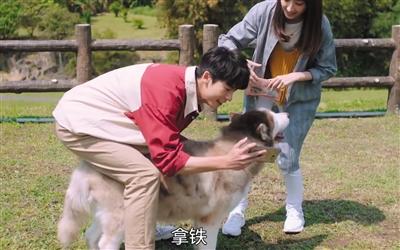 寵物演員參演劇集，絕不是走過場 
