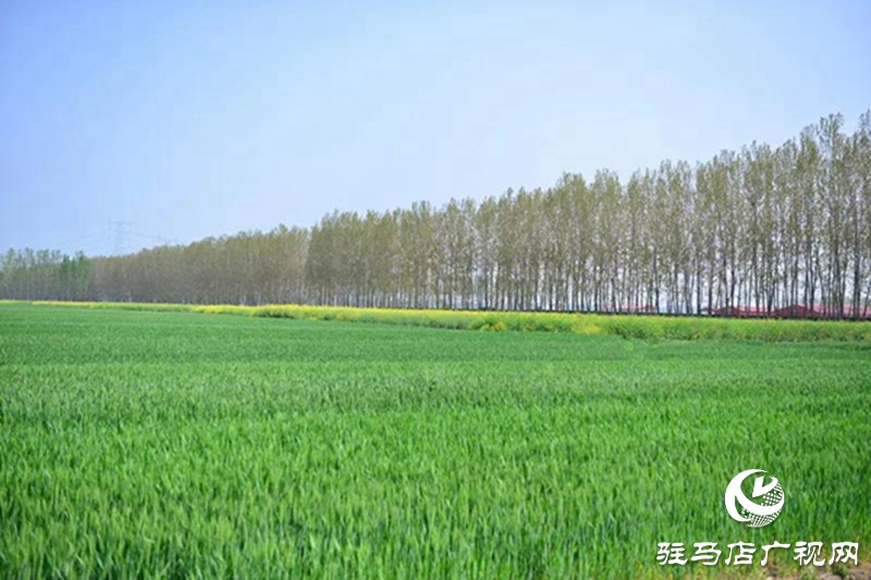 上蔡：春管正當(dāng)時(shí) 田間春播忙