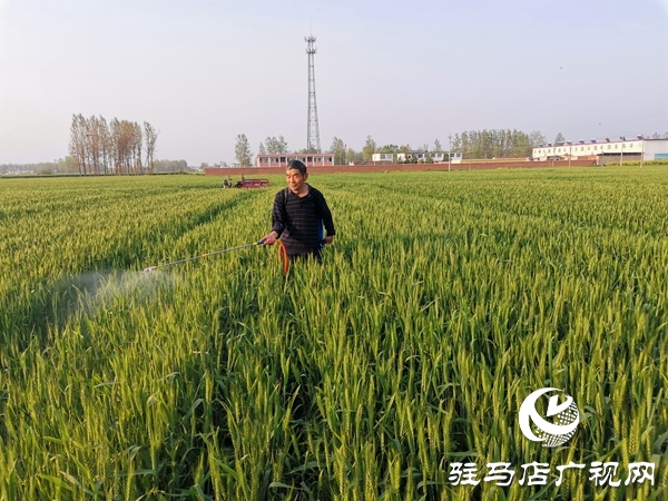 小麥進入抽穗期 麥田管理要及時