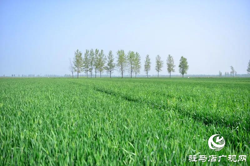 上蔡：春管正當(dāng)時(shí) 田間春播忙