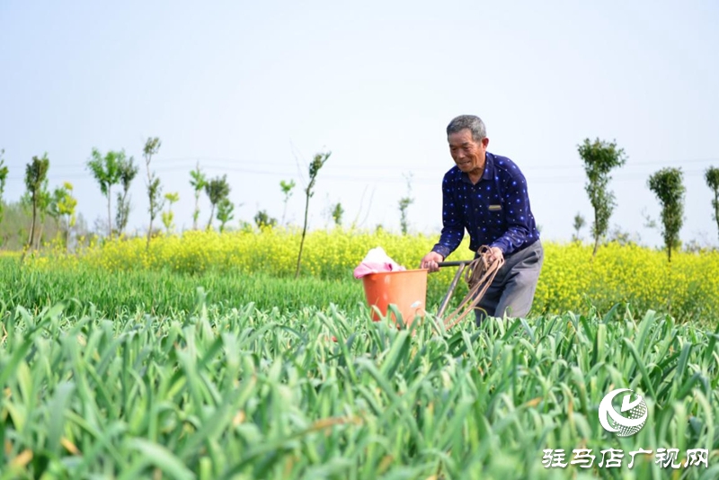 上蔡：春管正當(dāng)時(shí) 田間春播忙