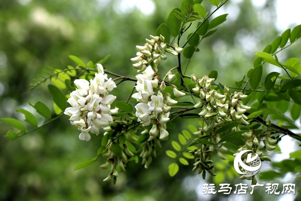 遂平縣槐樹鄉(xiāng)首屆“槐花節(jié)”吸引20多家企業(yè)參展