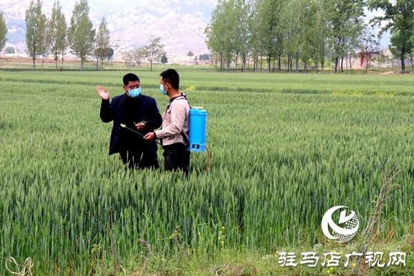 泌陽縣春水鎮(zhèn)切實(shí)抓好春季麥田管理