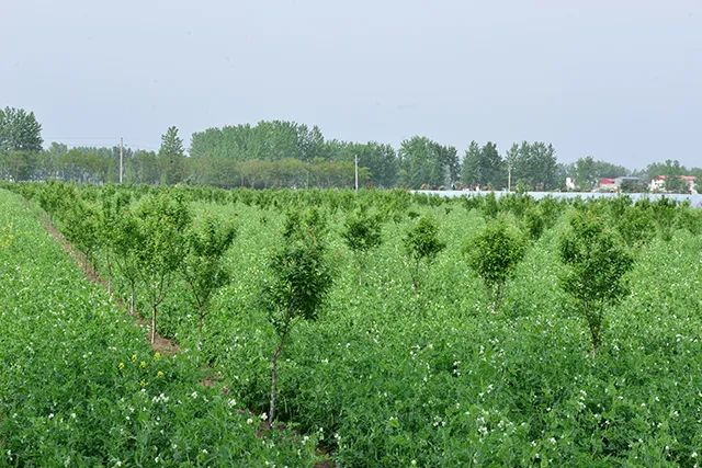 駐馬店這個(gè)社區(qū)：豌豆花開(kāi)分外香 林下經(jīng)濟(jì)富一方