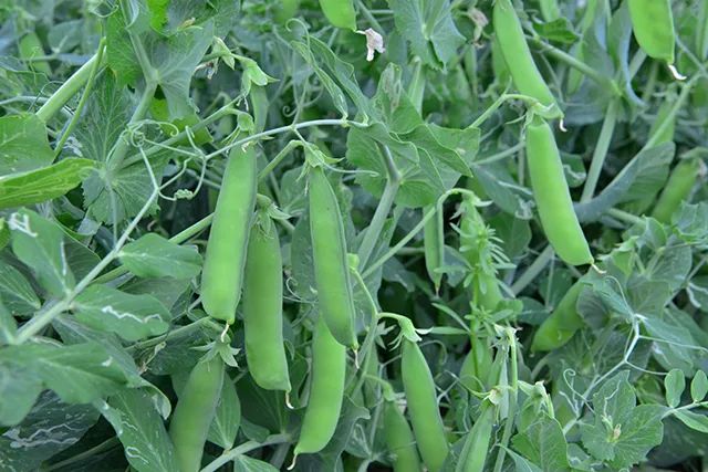 駐馬店這個(gè)社區(qū)：豌豆花開(kāi)分外香 林下經(jīng)濟(jì)富一方