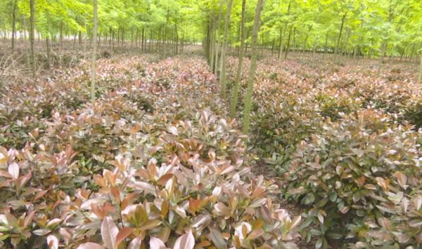 幫幫他吧！上蔡縣70畝紅葉石楠滯銷，種植戶發(fā)愁……