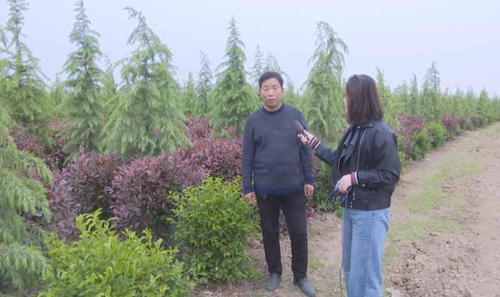 幫幫他吧！上蔡縣70畝紅葉石楠滯銷，種植戶發(fā)愁……