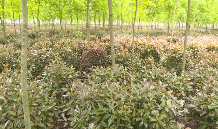 幫幫他吧！上蔡縣70畝紅葉石楠滯銷，種植戶發(fā)愁……