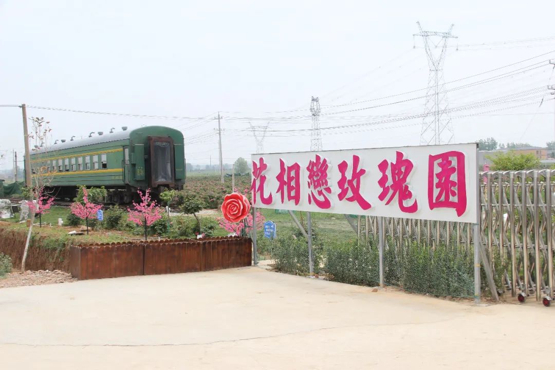 駐馬店有個(gè)籽粒村，玫瑰花開幸福來(lái)……