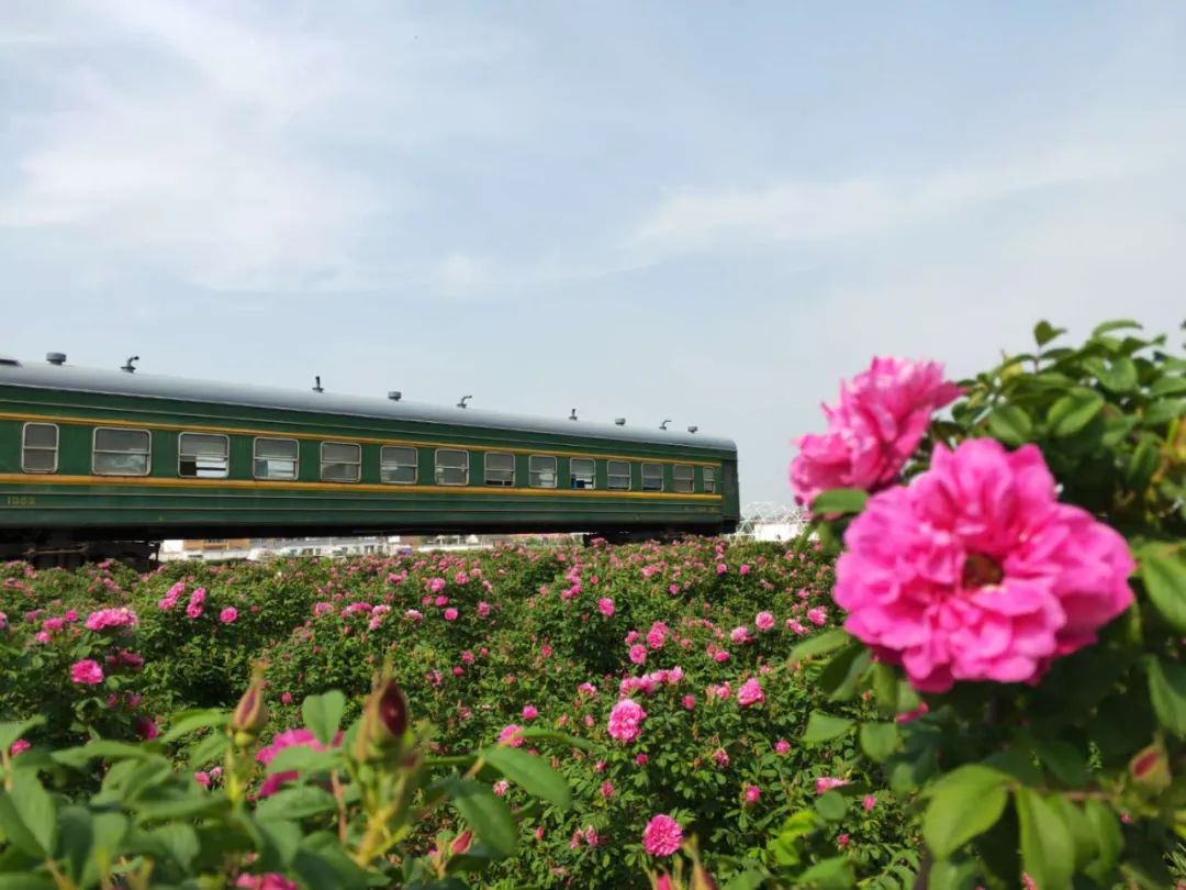 駐馬店有個(gè)籽粒村，玫瑰花開幸福來……